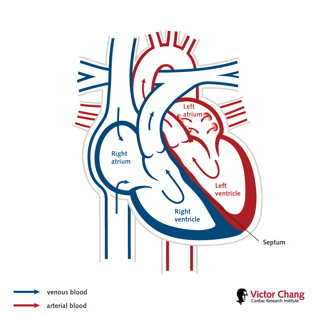 Cardiac Function Assessment